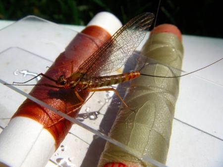 La junta teme que las lluvias arrastren la ceniza a  los acuíferos